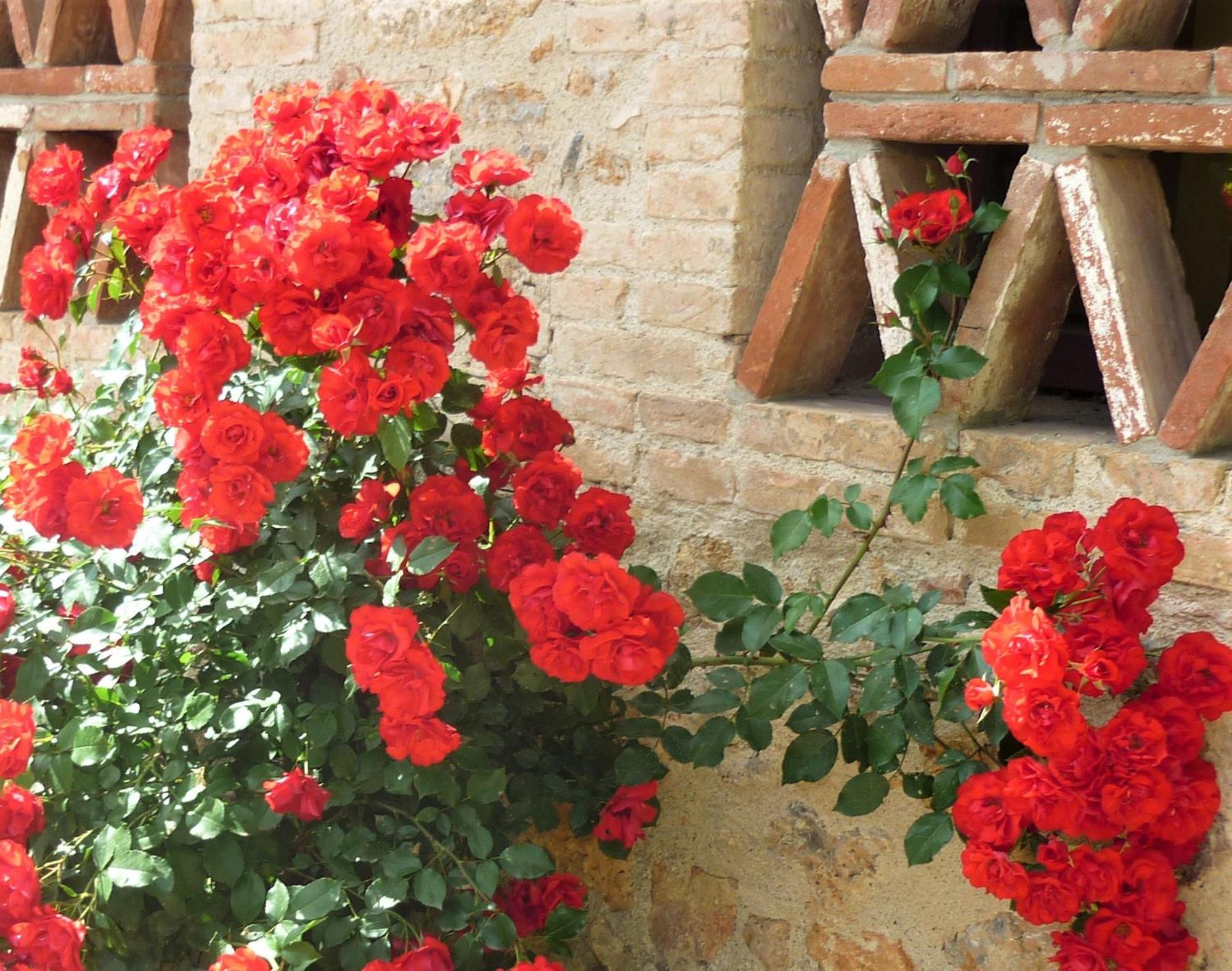Fattoria Agriturismo Nerbona Casole dʼElsa Extérieur photo