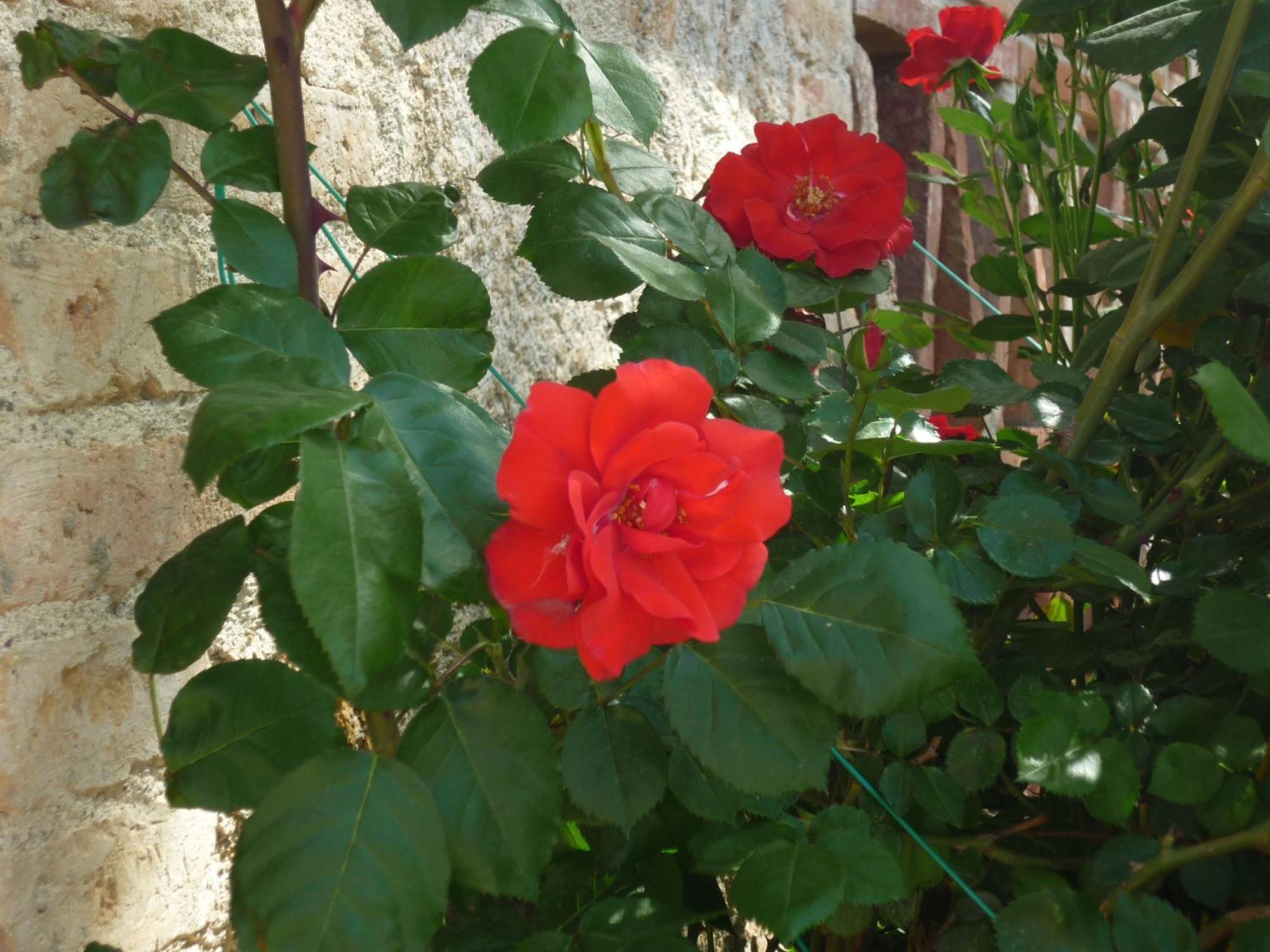 Fattoria Agriturismo Nerbona Casole dʼElsa Extérieur photo